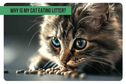 Cat Eating Cat Litter