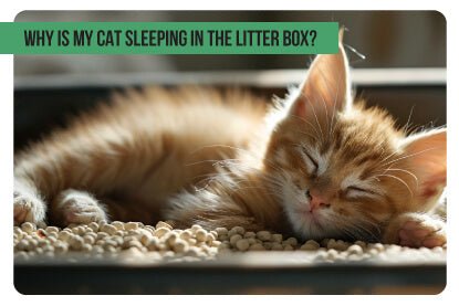 Why is my cat sleeping in the litter box? - Paco & Pepper