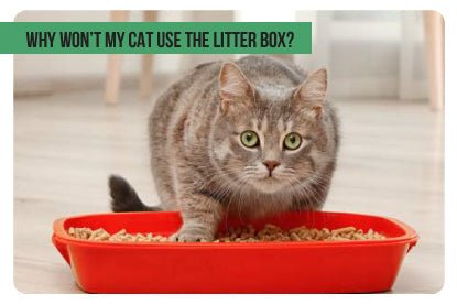 Why Won’t My Cat Use The Litter Box? - Paco & Pepper