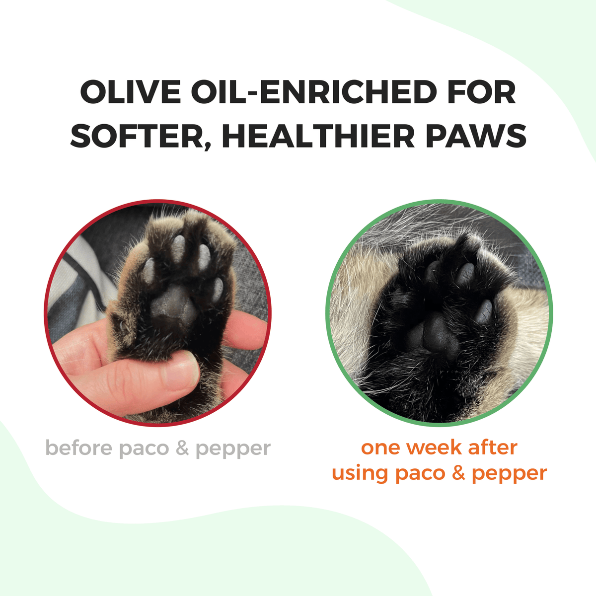 Olive Pit Cat Litter - Paco & Pepper